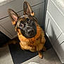 dog, german_shepherd, pet, animal, indoor, kitchen, floor, mat, cabinet, countertop, brown_fur, black_fur, ears, face, looking_up, curious, domestic, canine, fur, collar