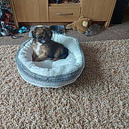 Freddie is registered to the contest to win money with this photo: puppy, pet_bed, carpet, toy, wooden_cabinet, indoor, small_dog, furry, brown_dog, cozy, floor, plastic_bottle, stuffed_toy, dog_bowl, home, living_room, relaxed, cute, animal, pet