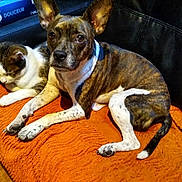 Salsa a rejoint le concours — aidez-le/la à gagner de superbes lots ! dog, cat, couch, orange_blanket, indoor, pet, animal, fur, resting, snuggling, sleeping, brown, white, black, leather, floor, ears, tail, paw, companion