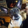 dog, pet, indoors, fireplace, brick_wall, ears, teeth, smile, brown, white, fur, closeup, face, animal, cozy, home, person_hand, sitting, floor, warm