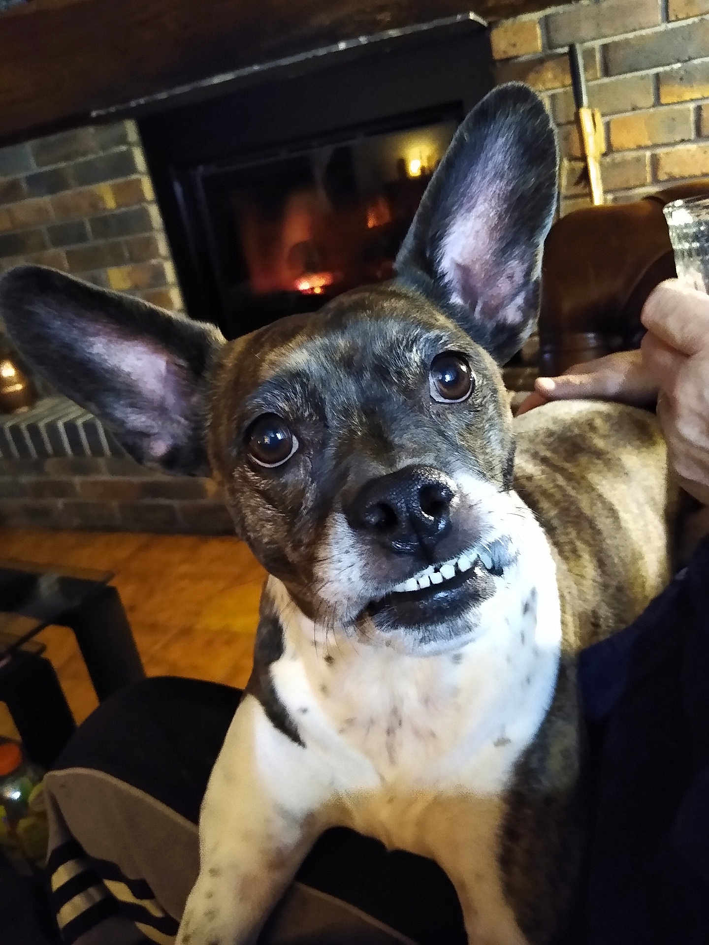 Salsa participe au concours pour gagner de l'argent avec cette photo : dog, pet, indoors, fireplace, brick_wall, ears, teeth, smile, brown, white, fur, closeup, face, animal, cozy, home, person_hand, sitting, floor, warm