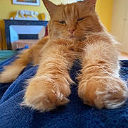 Cannelle participe au concours pour gagner de l'argent avec cette photo : cat, orange_cat, fluffy, paws, stretching, indoor, blanket, blue_blanket, yellow_wall, home_decor, painting, fireplace, relaxed, sleepy, furniture, cozy, pet, animal, closeup, fur