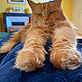 cat, orange_cat, fluffy, paws, stretching, indoor, blanket, blue_blanket, yellow_wall, home_decor, painting, fireplace, relaxed, sleepy, furniture, cozy, pet, animal, closeup, fur