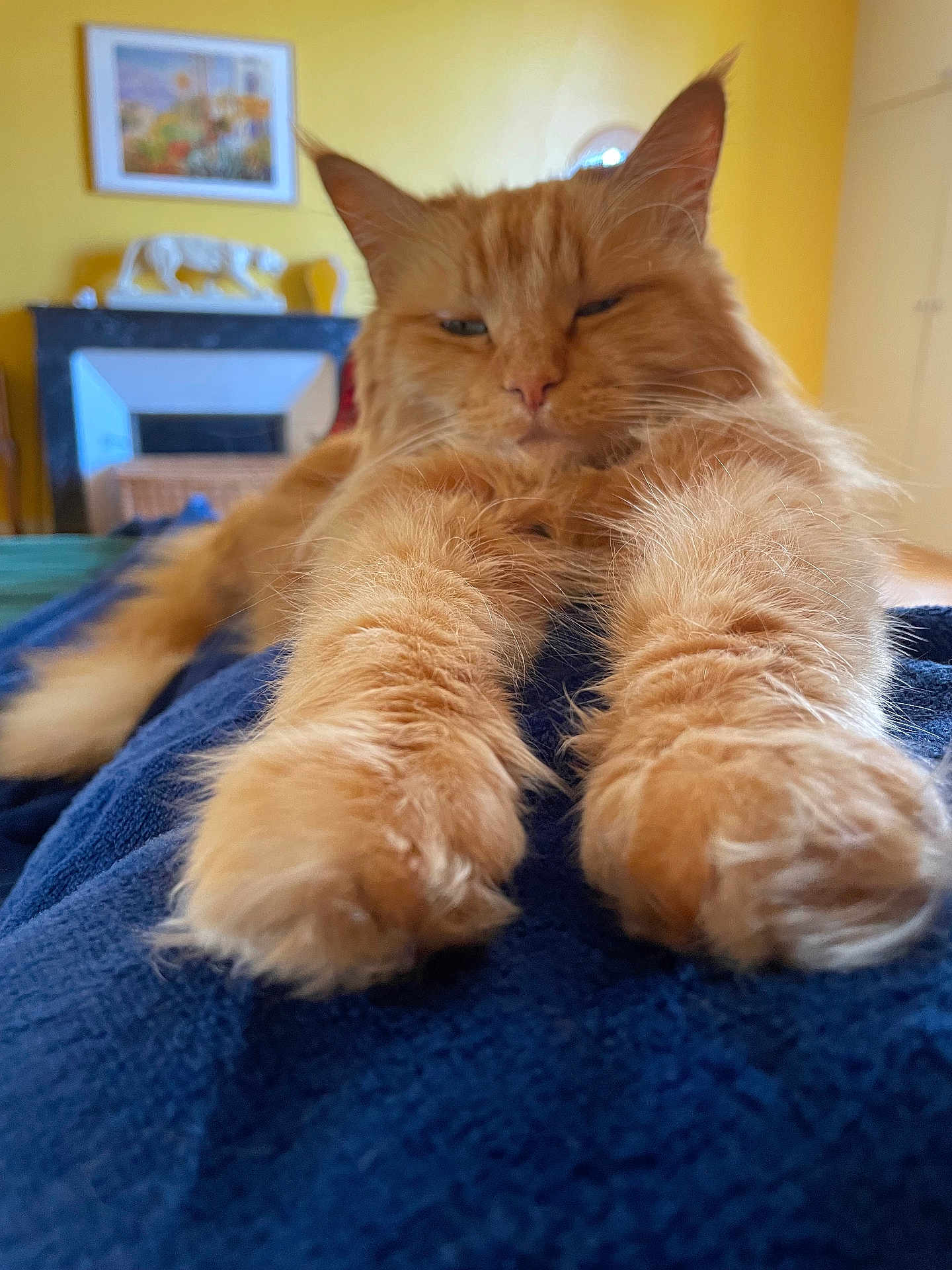 Cannelle participe au concours pour gagner de l'argent avec cette photo : cat, orange_cat, fluffy, paws, stretching, indoor, blanket, blue_blanket, yellow_wall, home_decor, painting, fireplace, relaxed, sleepy, furniture, cozy, pet, animal, closeup, fur