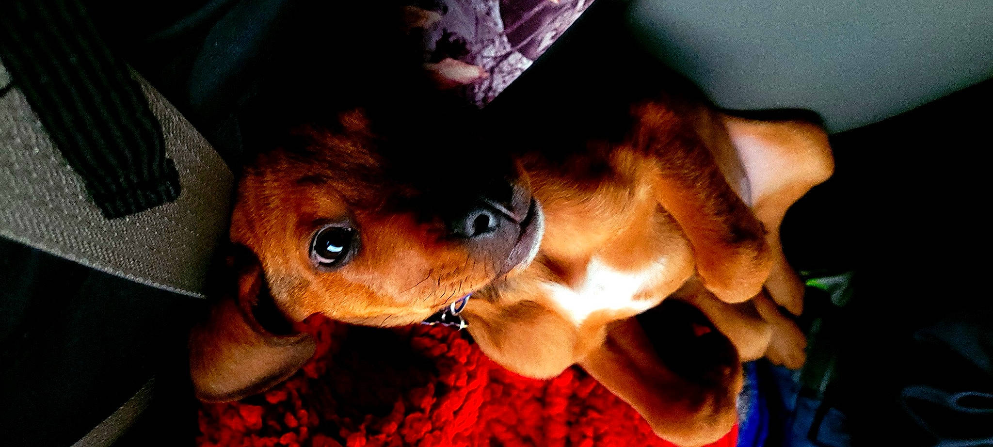 Diesel joined the competition — help win amazing prizes! canidae, carnivore, companion_dog, dog, dog_breed, ear, fawn, fur, gesture, jaw, paw, puppy_love, selfie, snout, sporting_group, toy, toy_dog, whiskers, working_animal