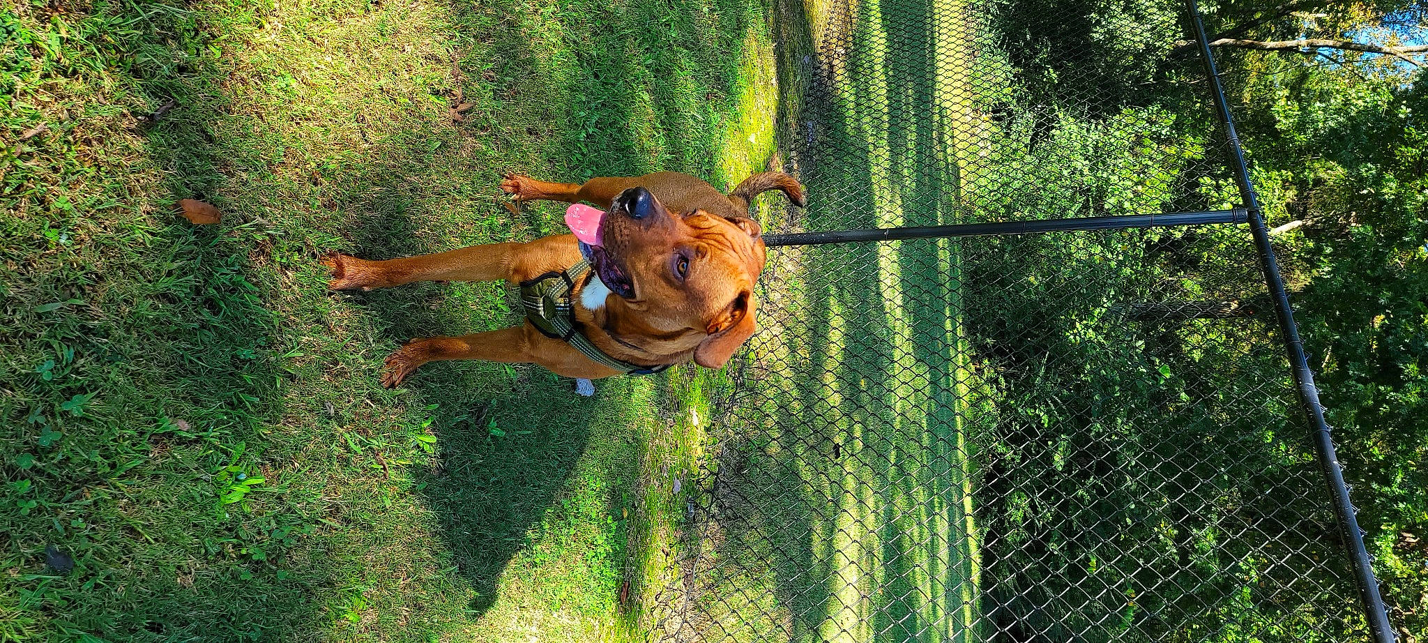 Diesel is registered to the contest to win money with this photo: bridle, carnivore, dog_breed, fawn, fence, grass, grass_family, horse, landscape, leisure, livestock, mane, mesh, people_in_nature, plant, snout, sorrel, tree, wood, working_animal