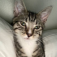 Chonks is registered to the contest to win money with this photo: cat, kitten, tabby, close_up, whiskers, green_eyes, fur, pet, animal, cute, indoor, resting, pillow, striped, young, face, ears, muzzle, feline, domestic_cat