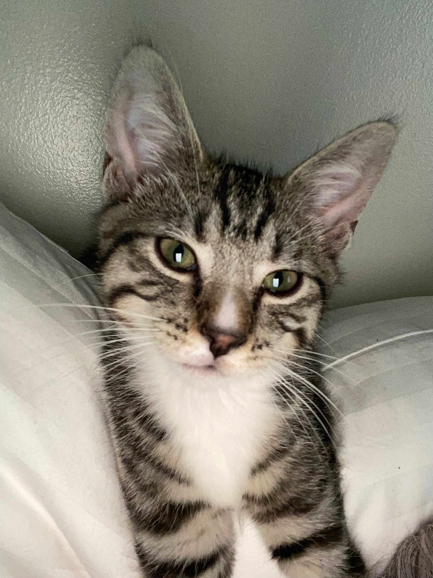 Chonks is registered to the contest to win money with this photo: cat, kitten, tabby, close_up, whiskers, green_eyes, fur, pet, animal, cute, indoor, resting, pillow, striped, young, face, ears, muzzle, feline, domestic_cat