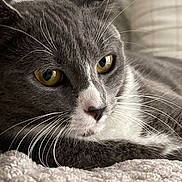 Stormy is registered to the contest to win money with this photo: cat, gray_cat, white_cat, close_up, whiskers, golden_eyes, pet, feline, animal, cozy, blanket, texture, indoor, resting, relaxed, cute, soft_light, portrait, fur, domestic_cat