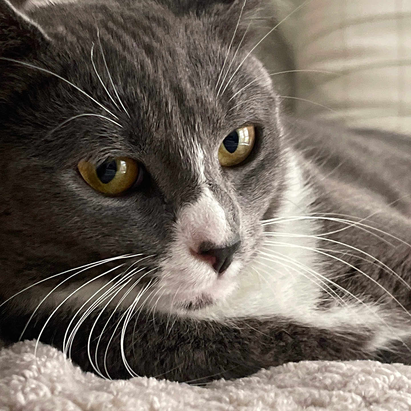 Stormy is registered to the contest to win money with this photo: animal, blanket, cat, close_up, cozy, cute, domestic_cat, feline, fur, golden_eyes, gray_cat, indoor, pet, portrait, relaxed, resting, soft_light, texture, whiskers, white_cat