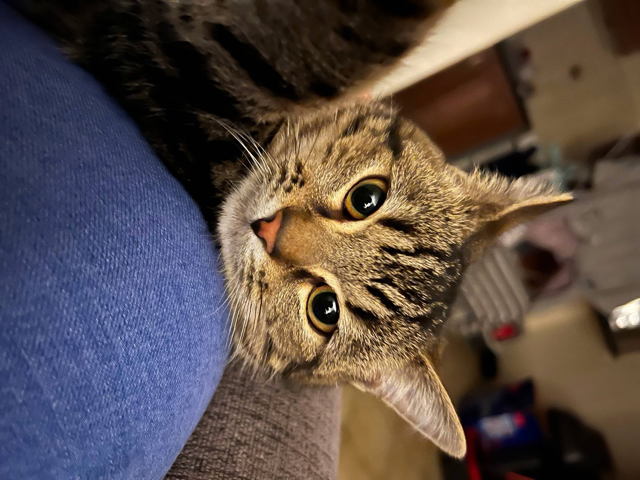 Scamp joined the competition — help win amazing prizes! carnivore, cat, claw, comfort, domestic_short_haired_cat, ear, electric_blue, eye, felidae, fur, small_to_medium_sized_cats, terrestrial_animal, whiskers, wildlife