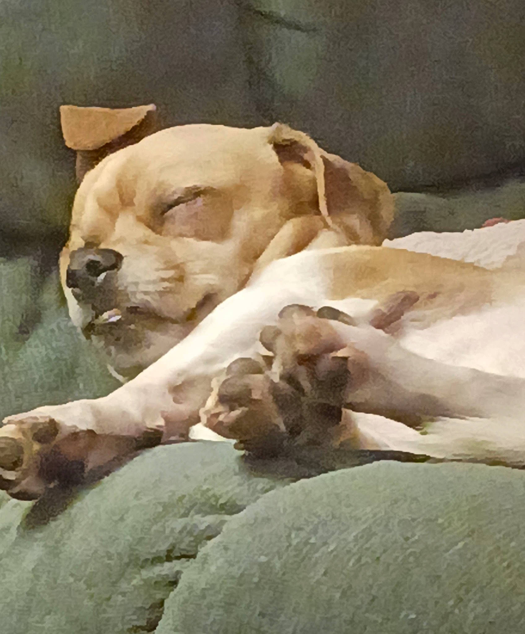 Smokey joined the competition — help win amazing prizes! ancient_dog_breeds, art, canidae, carnivore, comfort, companion_dog, dog, dog_breed, fawn, nap, non_sporting_group, rock, snout, sporting_group, terrestrial_animal, whiskers, working_animal, wrinkle