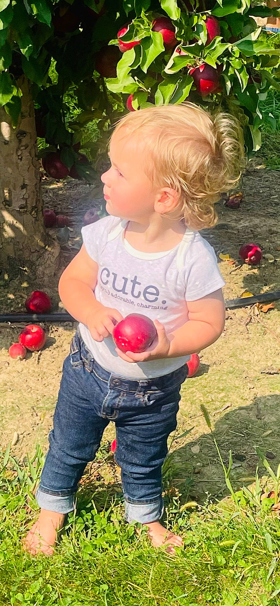 Nolan joined the competition — help win amazing prizes! apple, baby_toddler_clothing, botany, child, fruit, fun, garden, gardening, grass, happy, jeans, natural_foods, people_in_nature, person, plant, rose_family, soil, summer, t_shirt, toddler