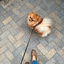 Leo joined the competition — help win amazing prizes! pomeranian, dog, pet, leash, brick_patio, pavement, footwear, shoes, denim, walking, outdoor, fluffy_tail, small_dog, looking_up, cute, companion, fur, face, street, sidewalk