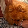 dog, pomeranian, pet, fur, bed, blanket, dog_face, nose, indoor, bedroom, close_up, cozy, human_arm, bracelet, jewelry, sleeping, companion, pattern, pillow, portrait