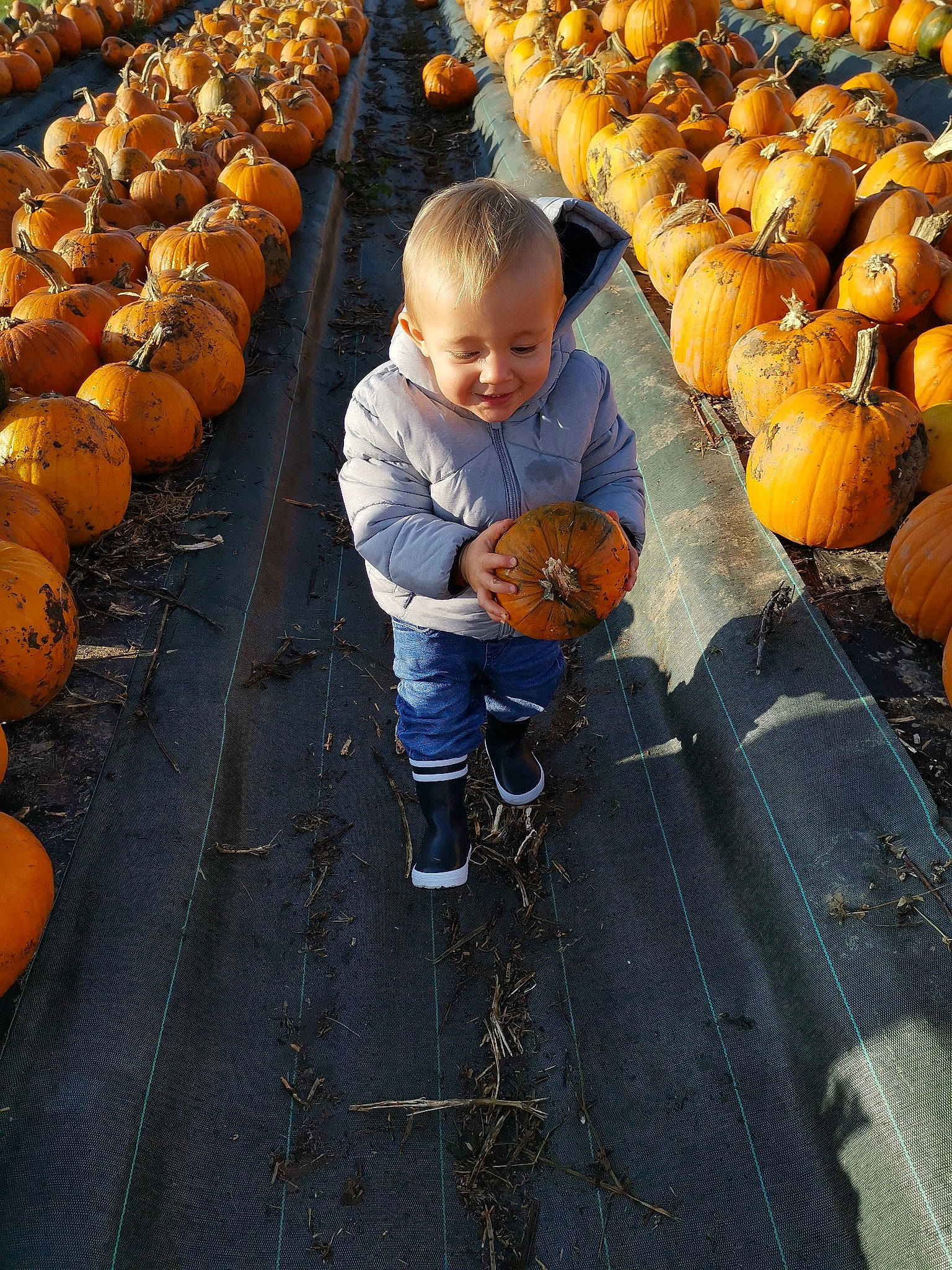 Gaëtan a rejoint le concours — aidez-le/la à gagner de superbes lots ! calabaza, cucurbita, facial_expression, fruit, gourd, happy, head, joy, local_food, natural_foods, orange, people_in_nature, person, photograph, pumpkin, snapshot, squash, tints_and_shades, toddler, vegetable