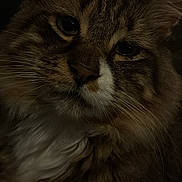 Sinan joined the competition — help win amazing prizes! cat, tabby, close_up, portrait, feline, whiskers, fur, animal, pet, indoor, face, ears, eyes, cute, mammal, domestic_animal, fluffy, soft_light, quiet, calm