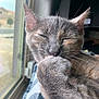 cat, feline, paw, window, indoor, closeup, sleepy, whiskers, gray_cat, pet, cozy, relaxed, fur, domestic_animal, blanket, resting, nap, daylight, cute, animal