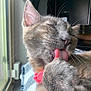 cat, close_up, licking, paw, feline, whiskers, tongue, ear, fur, pet, domestic_animal, window, natural_light, blanket, cozy, relaxed, indoor, animal, cute, sleepy