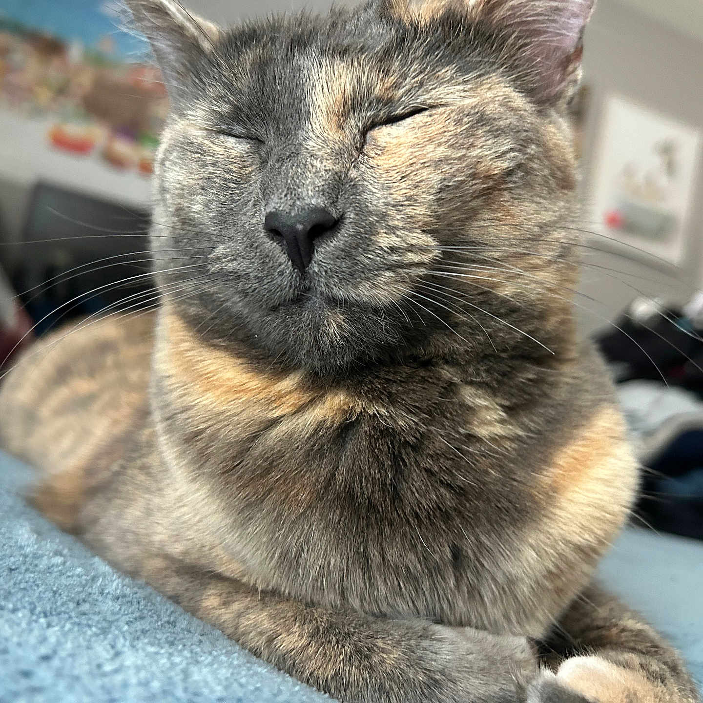 Hachi is registered to the contest to win money with this photo: animal, blurred_background, cat, close_up, cozy, cute, domestic, face, feline, fur, indoor, lying_down, mammal, pet, relaxed, resting, sleeping, soft_light, tabby, whiskers