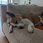 Cali a rejoint le concours — aidez-le/la à gagner de superbes lots ! dog, sleeping, couch, indoor, relaxing, pet, brown_and_white, paw, ear, furniture, home, living_room, window, plant, floor, rest, cozy, calm, napping, canine