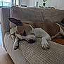dog, sleeping, couch, indoor, relaxing, pet, brown_and_white, paw, ear, furniture, home, living_room, window, plant, floor, rest, cozy, calm, napping, canine