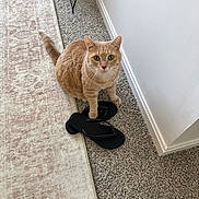 Pinto is registered to the contest to win money with this photo: cat, orange_tabby, flip_flops, carpet, rug, indoor, pet, animal, floor, curious, looking_up, whiskers, ears, tail, home, wall, footwear, domestic, feline, cozy
