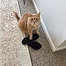 cat, orange_tabby, flip_flops, carpet, rug, indoor, pet, animal, floor, curious, looking_up, whiskers, ears, tail, home, wall, footwear, domestic, feline, cozy