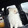 Zeus joined the competition — help win amazing prizes! dog, pomeranian, car_interior, seat, window, pet, fluffy, white_dog, animal, canine, transport, blanket, mesh_bag, calm, looking_away, daylight, cloudy_sky, fur, companion, domestic_animal