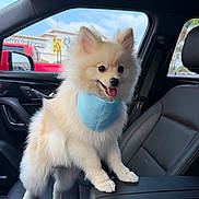 Zeus joined the competition — help win amazing prizes! dog, pomeranian, fluffy, bandana, car_interior, seat, window, sky, vehicle, red_car, happy, pet, tongue_out, small_dog, fur, animal, companion, cute, domestic_animal, portrait