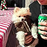 Zeus is registered to the contest to win money with this photo: dog, puppy, pomeranian, pet, person, hand, jacket, clothing, can, soda, tablecloth, striped, indoor, festive, decoration, furniture, face, fur, holding, casual