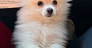 Zeus is registered to the contest to win money with this photo: puppy, dog, pomeranian, fluffy, white, pet, animal, cute, indoor, car, blanket, yellow, fur, small, face, eyes, nose, mammal, companion, adorable