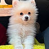 puppy, dog, pomeranian, fluffy, white, pet, animal, cute, indoor, car, blanket, yellow, fur, small, face, eyes, nose, mammal, companion, adorable