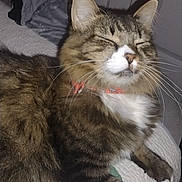 Cricket is registered to the contest to win money with this photo: cat, tabby, pet, feline, sleeping, collar, whiskers, bed, quilt, indoor, cute, fluffy, relaxed, animal, mammal, fur, resting, domestic, closeup, cozy