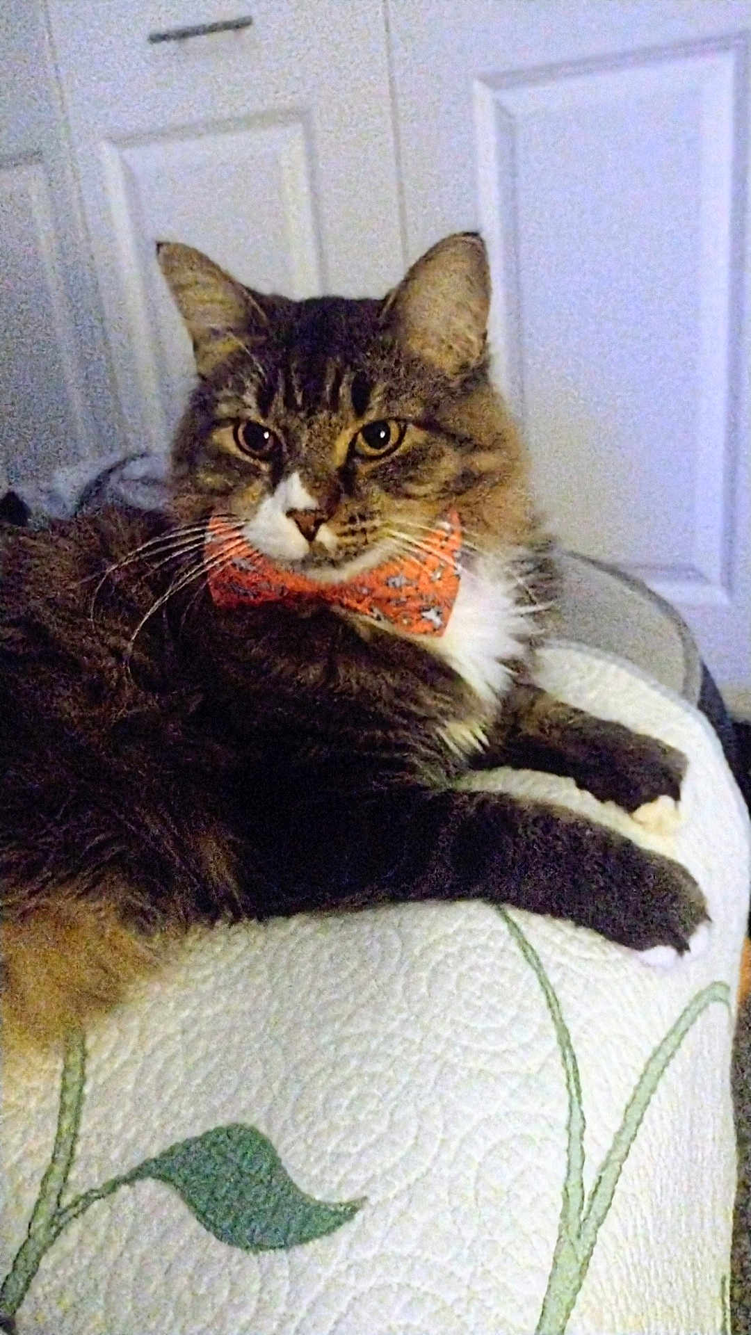 Cricket is registered to the contest to win money with this photo: cat, tabby, bow_tie, pet, animal, feline, quilt, fabric, indoor, resting, fur, whiskers, ears, paws, domestic_animal, cute, portrait, close_up, laying, relaxed