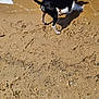 dog, beach, sand, water, paw, foam, shore, animal, black_and_white, curious, person, feet, hand, outdoor, sunlight, shadow, nature, playful, summer, exploring