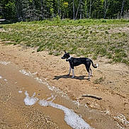 Evee is registered to the contest to win money with this photo: dog, beach, sand, water, waves, grass, trees, forest, outdoor, nature, sunlight, daytime, animal, canine, pet, shore, landscape, summer, vacation, adventure