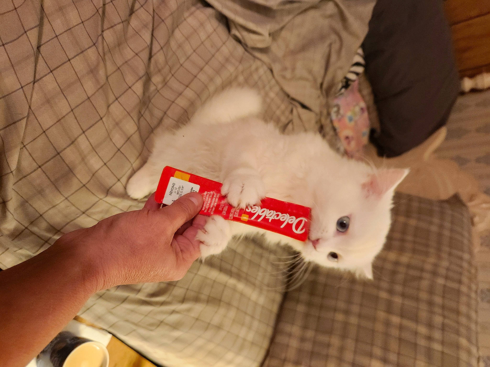 Savannah joined the competition — help win amazing prizes! carnivore, cat, claw, comfort, companion_dog, domestic_short_haired_cat, ear, fawn, felidae, foot, fur, hand, nail, paw, small_to_medium_sized_cats, snout, tail, whiskers