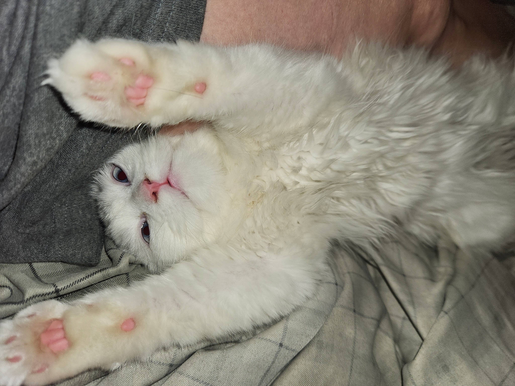 Savannah is registered to the contest to win money with this photo: carnivore, cat, claw, comfort, domestic_short_haired_cat, felidae, fur, nap, paw, small_to_medium_sized_cats, snout, tail, terrestrial_animal, whiskers
