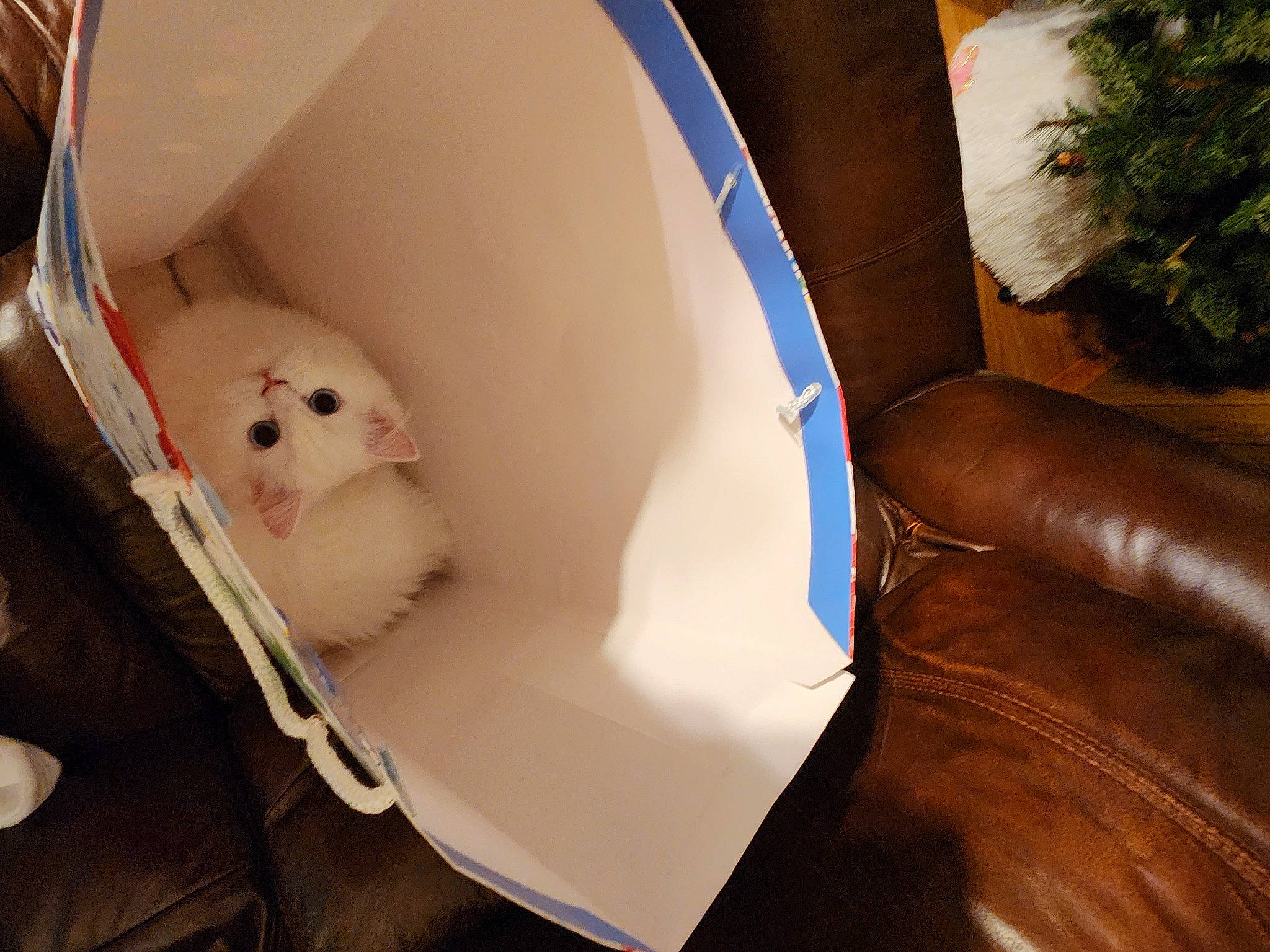 Savannah joined the competition — help win amazing prizes! auto_part, box, canidae, comfort, companion_dog, couch, doll, felidae, flooring, fur, room, small_to_medium_sized_cats, stuffed_toy, teddy_bear, thigh, toy, whiskers, wood