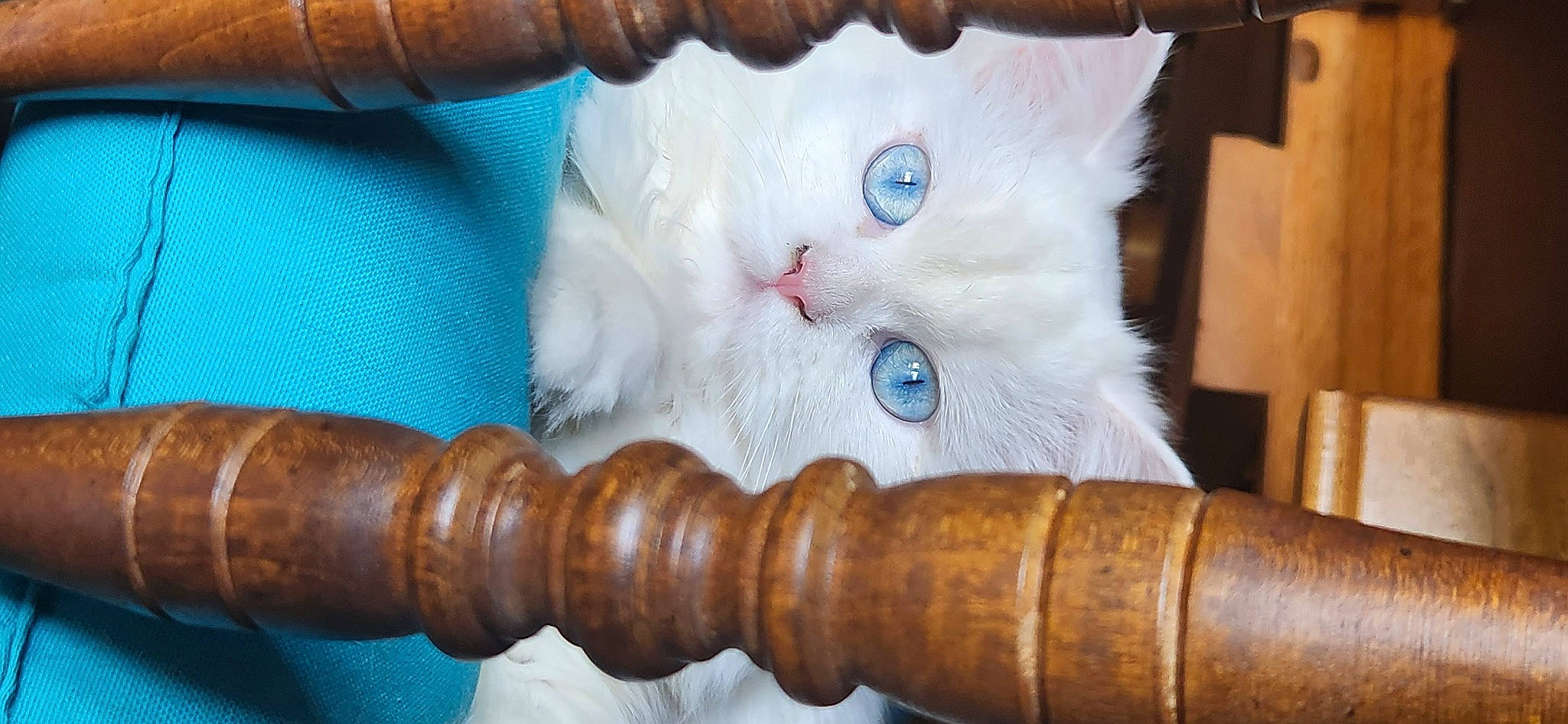 Savannah joined the competition — help win amazing prizes! carnivore, cat, fashion_accessory, felidae, fur, jewellery, natural_material, paw, small_to_medium_sized_cats, tail, varnish, whiskers, wood