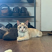 Anakin is registered to the contest to win money with this photo: cat, indoor, floor, shoes, shoe_rack, wooden_floor, curious, blue_eyes, cream_colored_cat, pet, relaxed, domestic, furniture, household, animal, laying_down, close_up, focus, background_blur, cozy