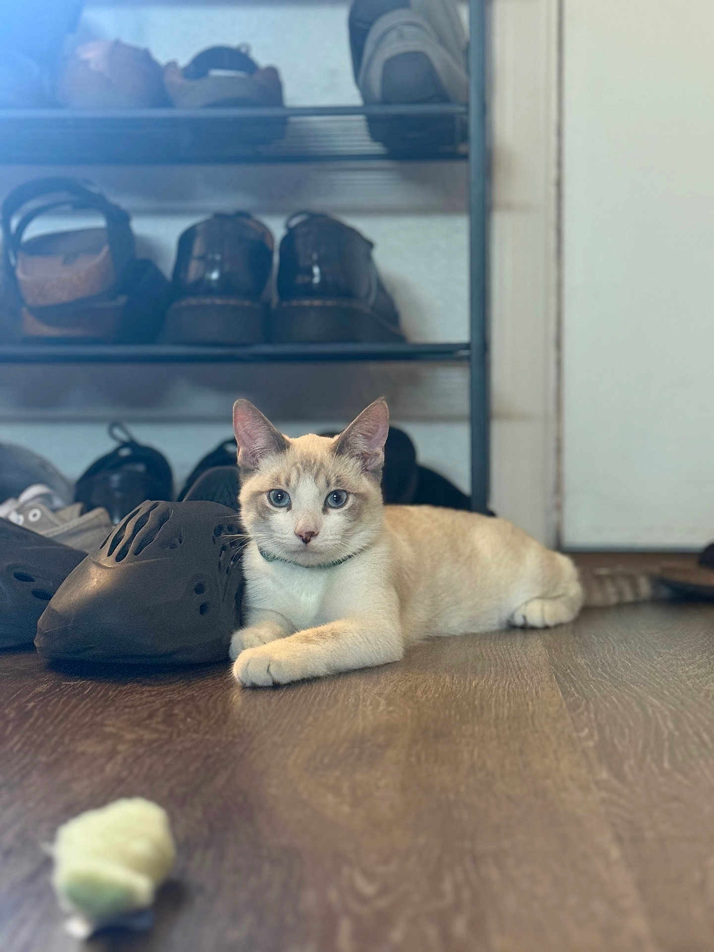 Anakin is registered to the contest to win money with this photo: cat, indoor, floor, shoes, shoe_rack, wooden_floor, curious, blue_eyes, cream_colored_cat, pet, relaxed, domestic, furniture, household, animal, laying_down, close_up, focus, background_blur, cozy