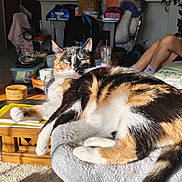 Sushi is registered to the contest to win money with this photo: cat, calico_cat, pet, animal, feline, indoor, sunlight, relaxing, cozy, perch, carpet, table, furniture, legs, person, clothing, living_room, houseplant, blanket, casual