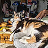 cat, calico_cat, pet, animal, feline, indoor, sunlight, relaxing, cozy, perch, carpet, table, furniture, legs, person, clothing, living_room, houseplant, blanket, casual
