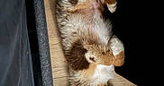 Blue participe au concours pour gagner de l'argent avec cette photo : animal, black, brown, canine, cute, dog, domestic_animal, fluffy, fur, indoor, lying_down, paws, peaceful, pet, relaxed, resting, side_view, sleeping, white, wooden_floor