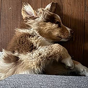Blue participe au concours pour gagner de l'argent avec cette photo : puppy, dog, sleeping, fur, wooden_floor, indoor, pet, cozy, cute, young_dog, resting, side_view, animal, domestic_animal, mammal, canine, soft, close_up, relaxed, peaceful