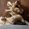 puppy, dog, sleeping, fur, wooden_floor, indoor, pet, cozy, cute, young_dog, resting, side_view, animal, domestic_animal, mammal, canine, soft, close_up, relaxed, peaceful