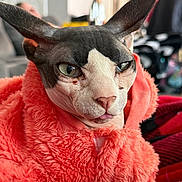 Moose joined the competition — help win amazing prizes! cat, sphynx_cat, hairless_cat, orange_blanket, furry_blanket, pet, indoor, close_up, face, tongue_out, animal, cute, feline, cozy, wrapped, expression, soft_texture, background_blur, domestic, portrait