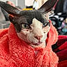 cat, sphynx_cat, hairless_cat, orange_blanket, furry_blanket, pet, indoor, close_up, face, tongue_out, animal, cute, feline, cozy, wrapped, expression, soft_texture, background_blur, domestic, portrait